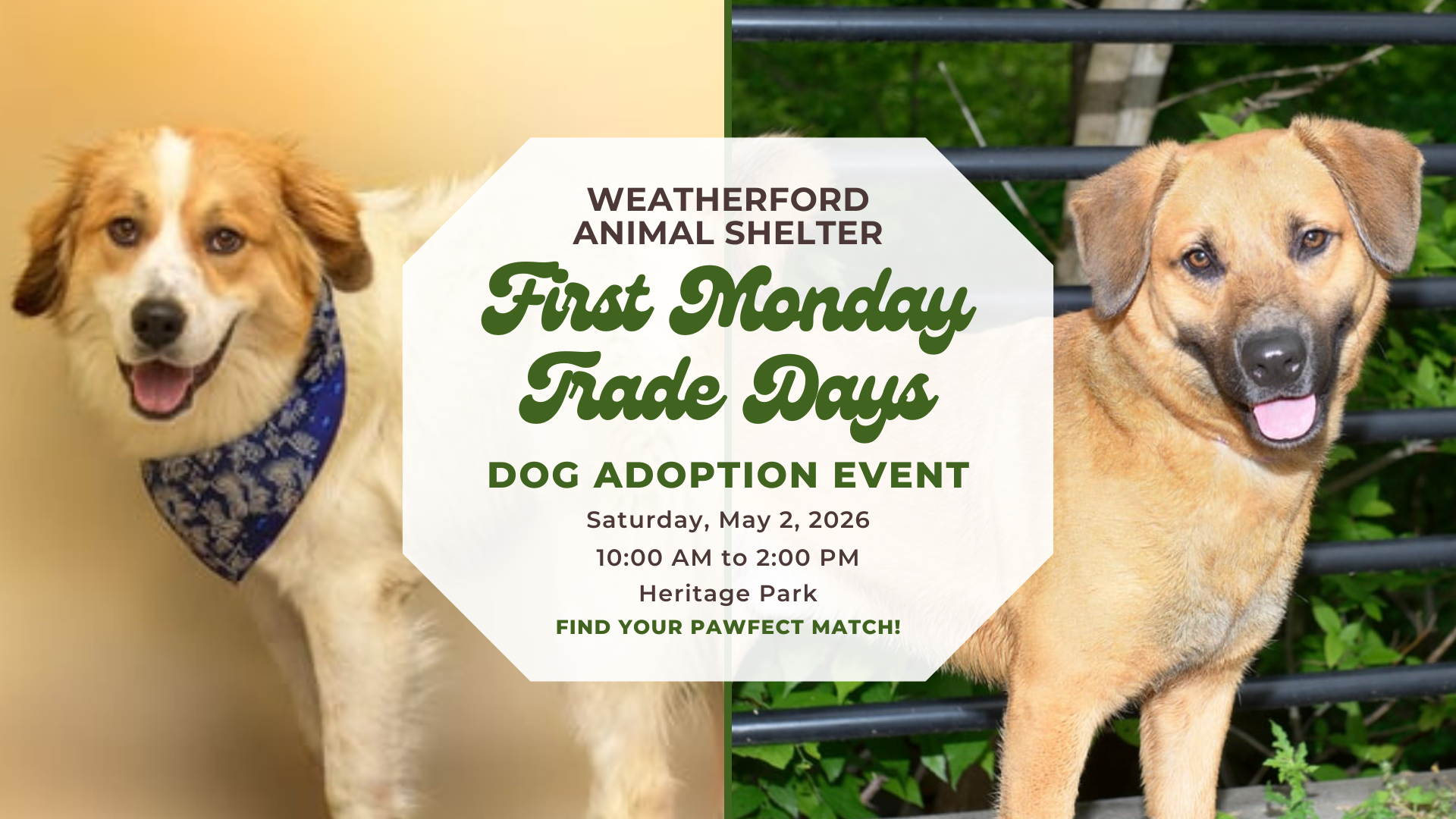First Monday Trade Days Dog Adoption Event